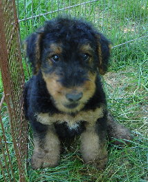 Chester